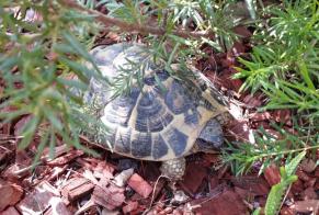 Ontdekkingsalarm Schildpad Onbekend Trouillas Frankrijk