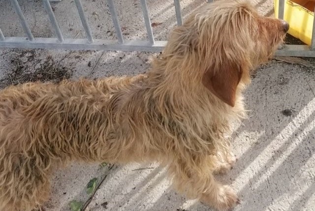 Ontdekkingsalarm Hond  Vrouwtje Saint-Sauveur-Villages Frankrijk