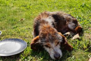 Ontdekkingsalarm Hond rassenvermenging Mannetje Le Conquet Frankrijk