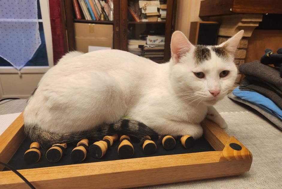 Verdwijningsalarm Kat Mannetje , 2 jaar La Chapelle-en-Vexin Frankrijk