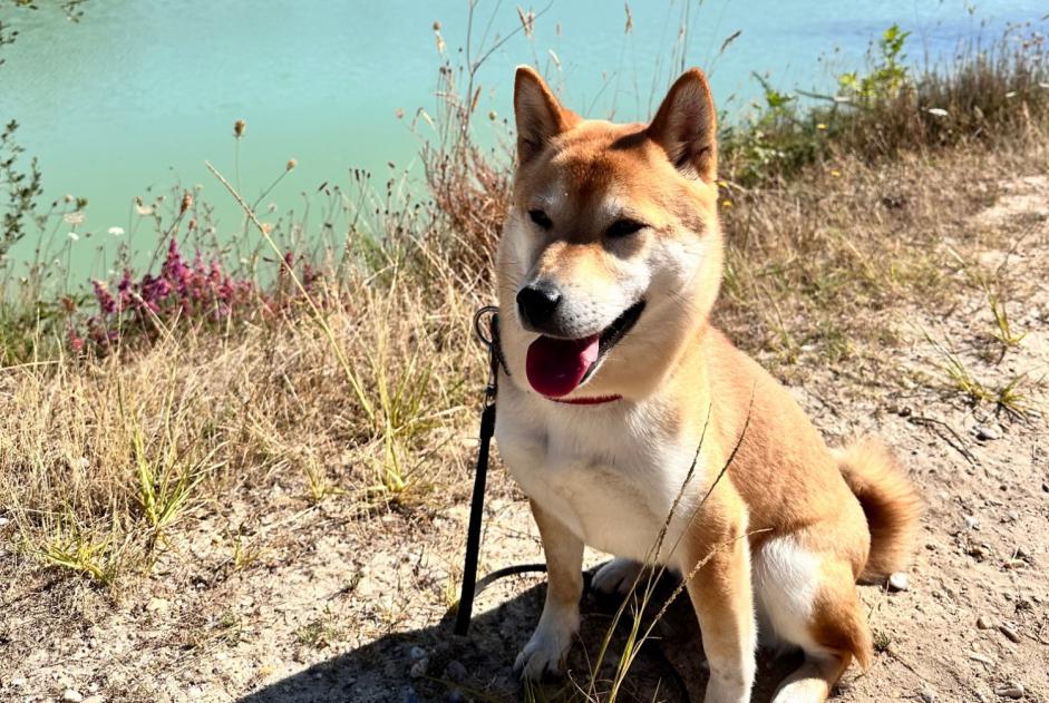 Alerta desaparecimento Cão  Fêmea , 3 anos Bordeaux France