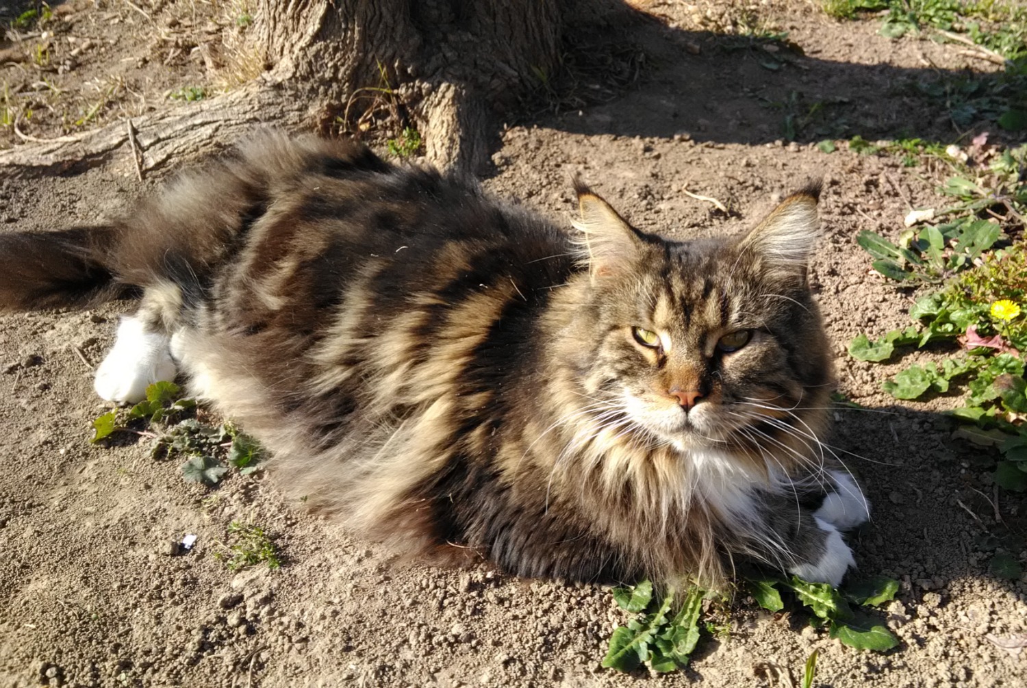 Alerta desaparecimento Gato  Macho , 5 anos Jonquières-Saint-Vincent France