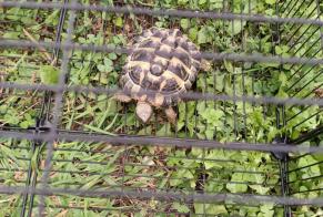 Alerta descoberta Tartaruga Desconhecido Martigné-sur-Mayenne France