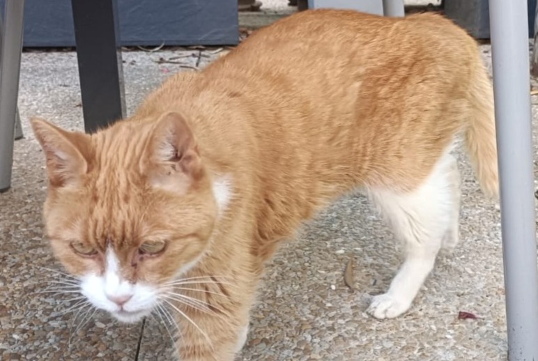 Alerta desaparecimento Gato Fêmea , 15 anos Saint-Jean-de-Liversay France