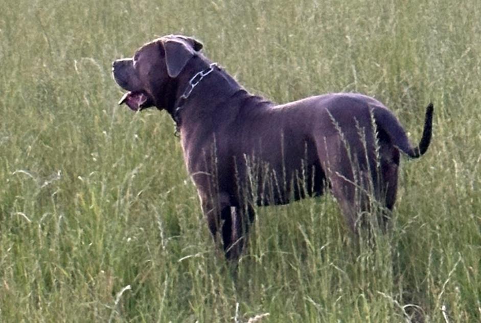 Alerta desaparecimento Cão  Macho , 2 anos Ouzouer-sur-Trézée France