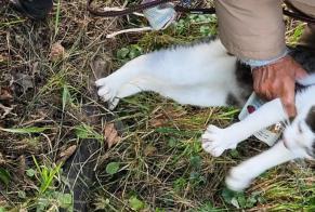 Alerta descoberta Gato Desconhecido Villaz Switzerland