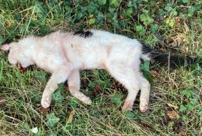 Alerta descoberta Gato Desconhecido Vernier Switzerland