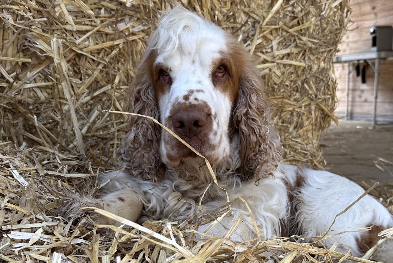 Alerta desaparecimento Cão  Macho , 3 anos Trappes France