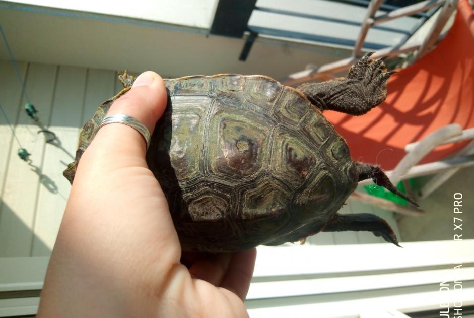 Alerta descoberta Tartaruga Desconhecido Neuville-sur-Sarthe France